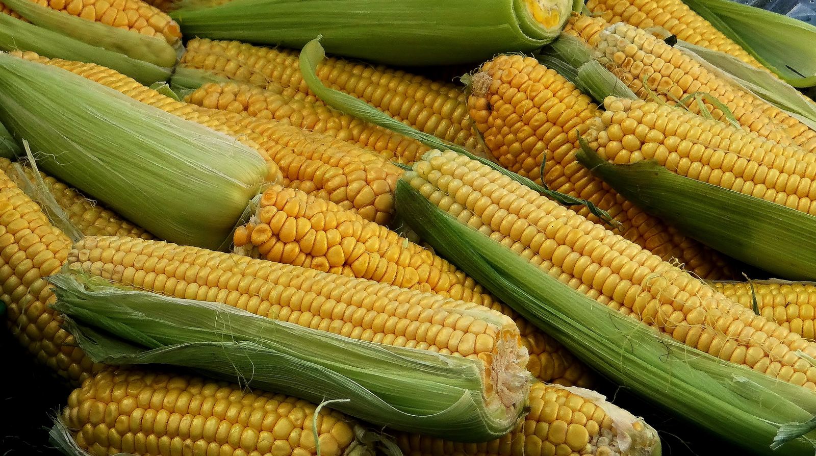 Cultivos de la operación agrícola de Agro Franpabel